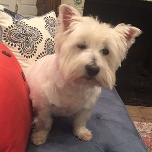 Meet your Posher, Terri